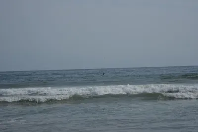 DSC_2259 (Large).JPG